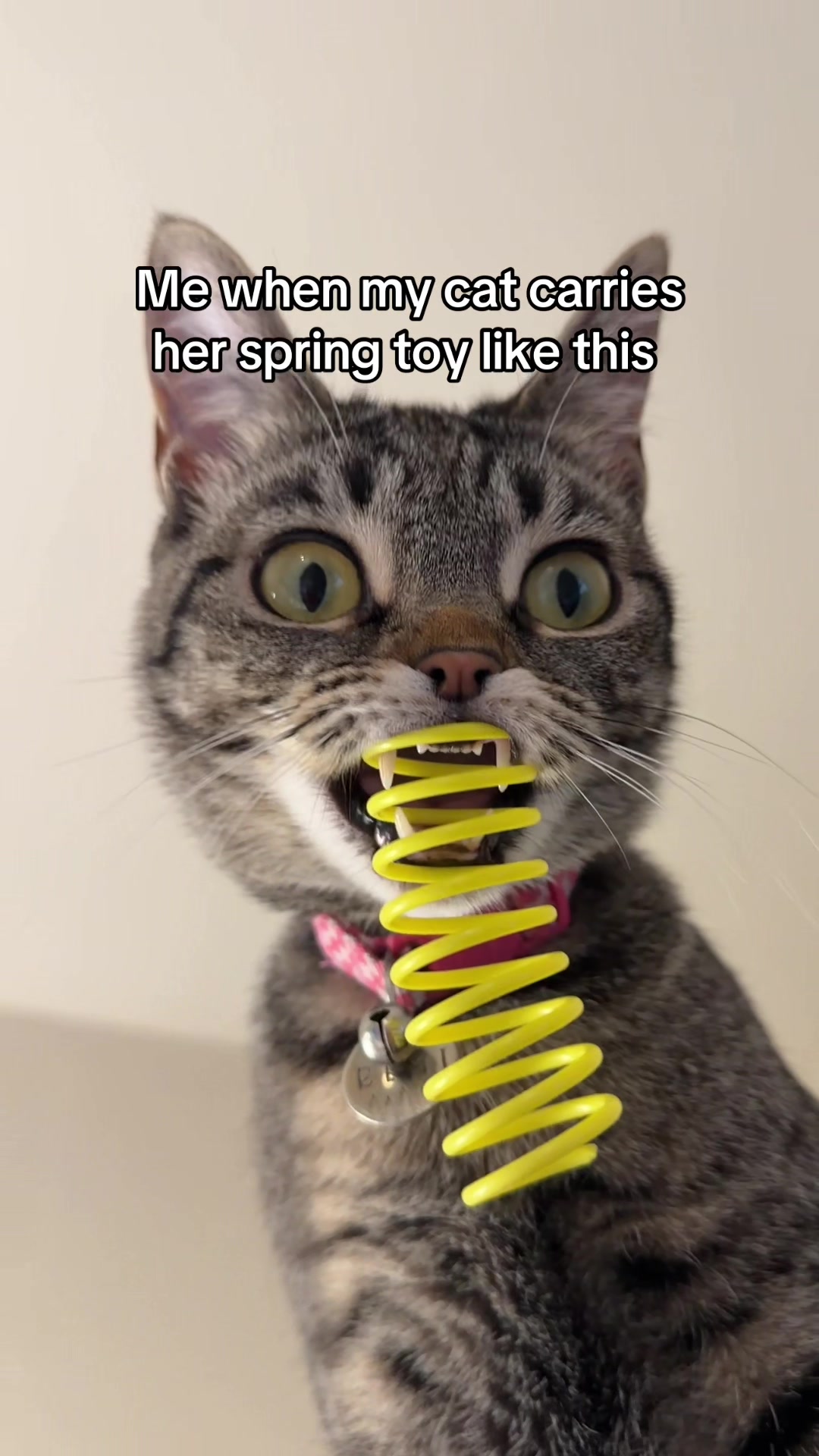 I actually die every time she’s so funny #catsoftiktok #fyp #fypシ 