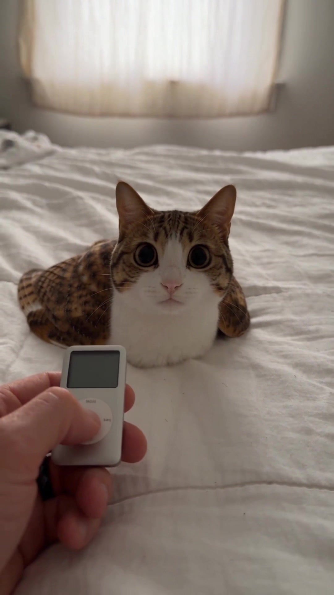 #meowl #cats #catsoftiktok #cutecat #fypシ゚viral 